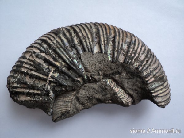 окаменелости, Virgatites, раковины, Fossils