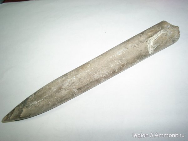 Cylindroteuthis