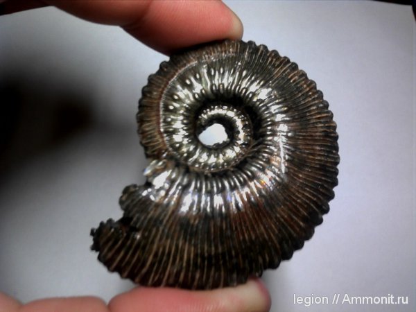 Kosmoceras