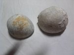 морские ежи