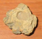 Gastropoda