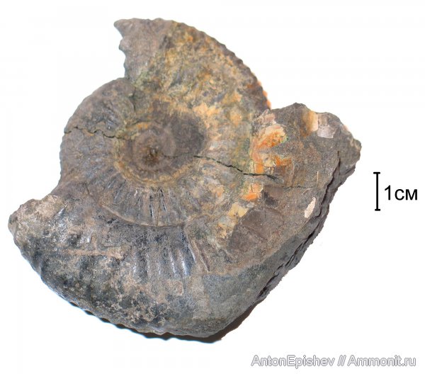 Dorsoplanites