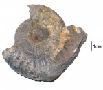 Dorsoplanites sp.