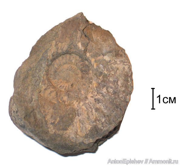 Dorsoplanites