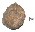 Dorsoplanites sp.