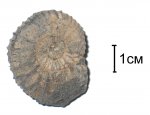 Pavlovia pavlovi