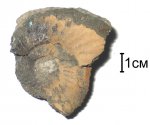 Dorsoplanites sp.