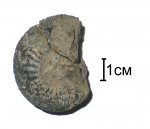Zaraiskites zarajskensis