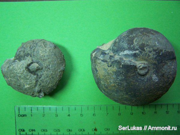 аммониты, Крым, Ammonites, Балаклава