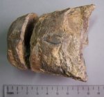 Сопутствующая фауна: Aulacoceratida