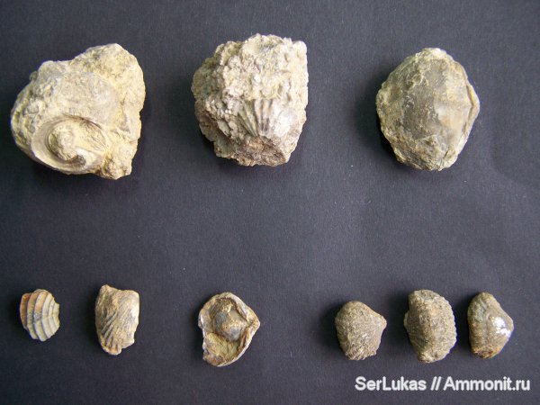 брахиоподы, гастроподы, юра, двустворчатые моллюски, Крым, Jurassic