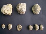 Сопутствующая фауна: Брахиоподы, Гастроподы, Двухстворчатые