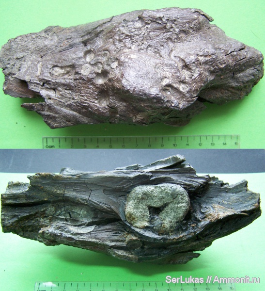 мел, Украина, сеноман, Мылятынский карьер, ископаемая древесина, Cenomanian, Cretaceous