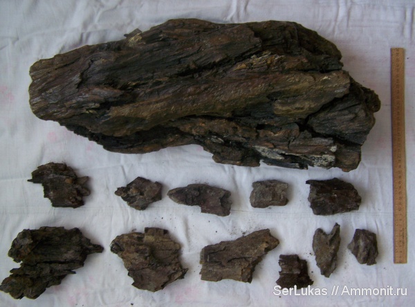 мел, Украина, сеноман, Мылятынский карьер, ископаемая древесина, Cenomanian, Cretaceous