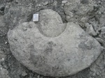 Puzosia planulata(?)