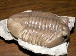 Трилобит Asaphus sp.