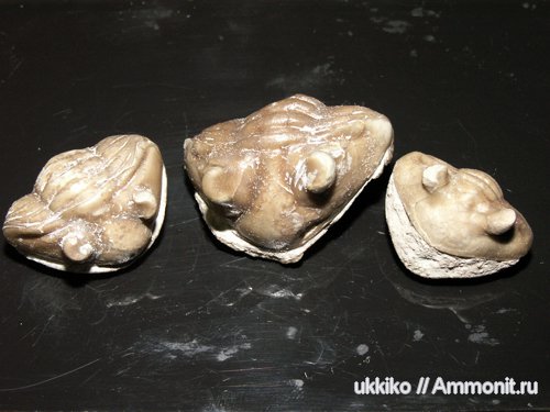 Asaphus
