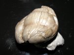 Трилобит Illaenus sp.