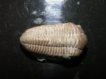 Pliomera fisheri