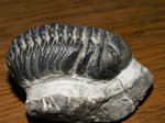 Barrandeops sp.