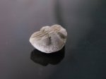 Atractopyge woerthii