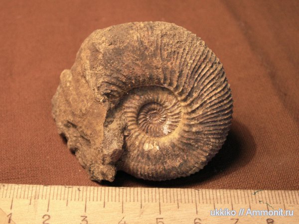 юра, Kepplerites, Исады, Jurassic