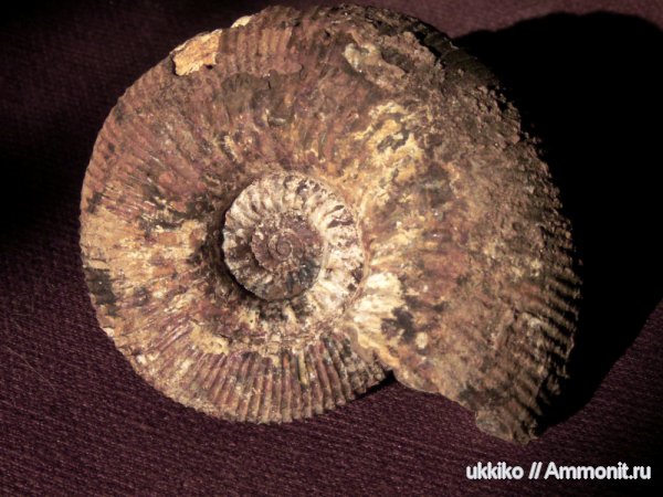 юра, Kepplerites, Исады, Jurassic