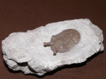 Asaphus kowalewskii