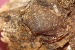 Goniomia sp.