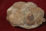 Chasmops praecurrens