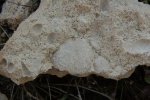 Брахиопода Aulosteges horrescens (Verneuil, 1845)