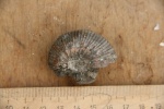Kepplerites (Gowericeras) ex. gr. hildesheimensis