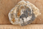 Pholadomya sp.