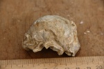 Gryphaea sp. с серпулами