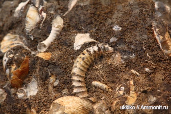 юра, гетероморфные аммониты, Нижегородская область, Parapatoceras, Parapatoceras distans, Jurassic, heteromorph ammonites