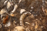 Parapatoceras distans