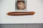 Белемнит Belemnitella lanceolata