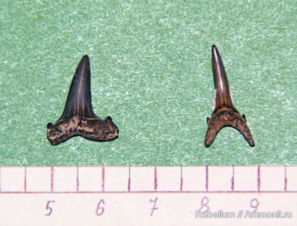 акулы, Striatolamia, sharks