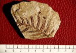 Отпечаток Alethopteris lonchitica?