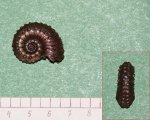 Kosmoceras