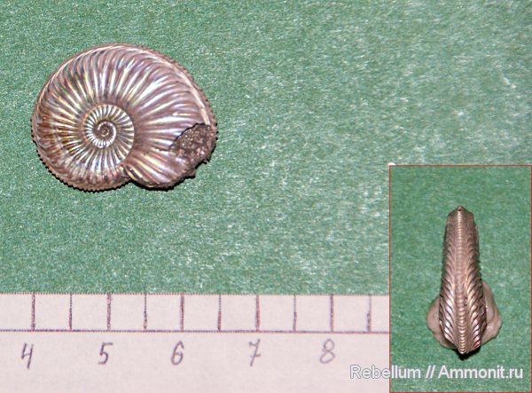 Amoeboceras