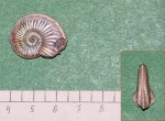 Amoeboceras
