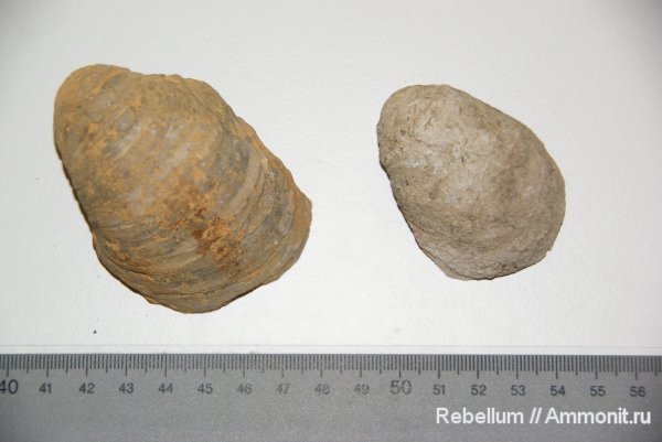 Gryphaea