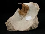 Cybele  Panderi