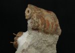 Cybele  Panderi and Endoceras