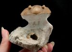 Asaphus sp