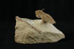 Hoplolichas plautini