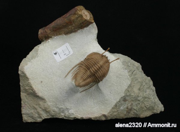 Cybele, Cybele panderi, Encrinuridae
