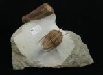 Cybele  Panderi and Endoceras