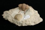 Asaphus kowalewskii